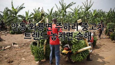 안동 와룡면 주하리 중고차 트렌드🚗 놓치면 손해!